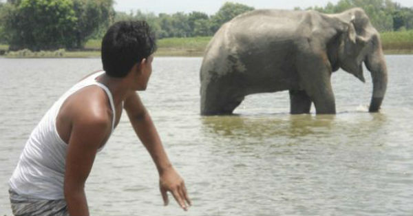bangladesh has to recover the elephant