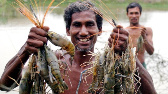 bangladesh shrimp