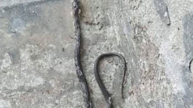 barguna patharghata court building snakes inner