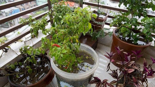 beautiful garden