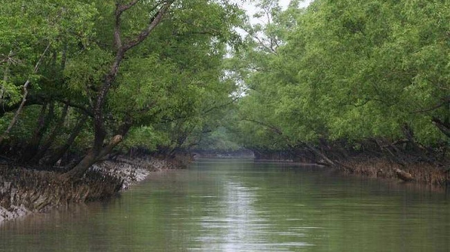 beautiful sundarbans