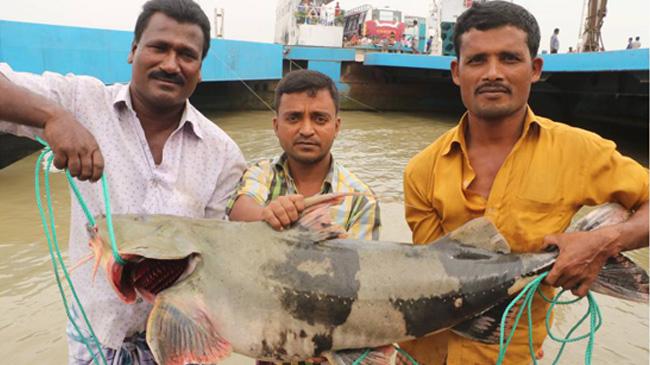 big baghar fish