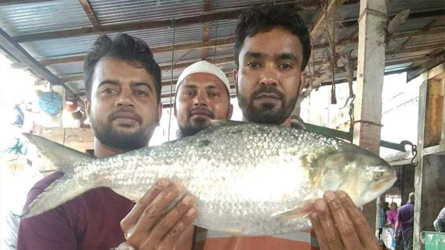 big hilsa