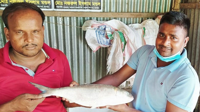 big hilsha in padma