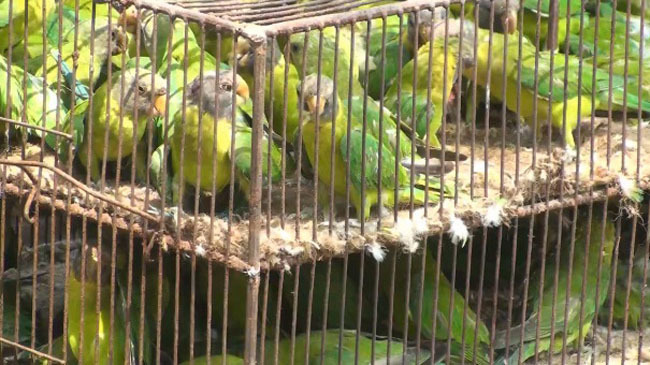 bird rescue in capainababgonj