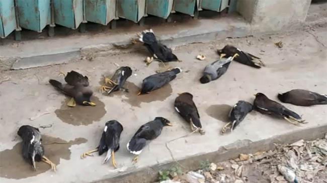 birds die chattagram