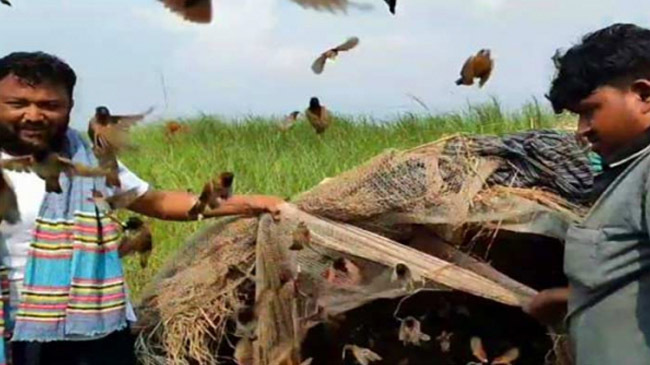 birds freed munshigonj