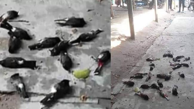 birds in pabna issodi