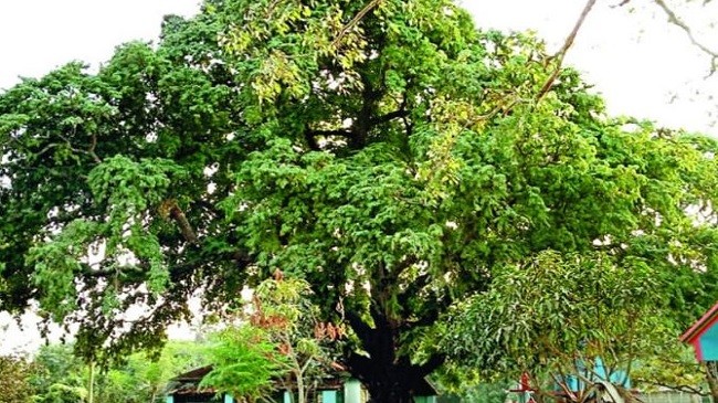 bnp leader rajshahi tree climb