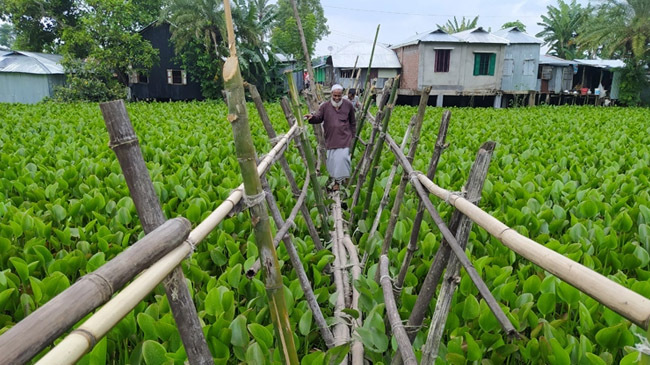 borgona bambo bridge