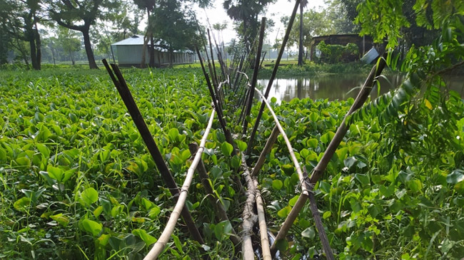 borgona bambo bridge1