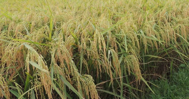 boro rice