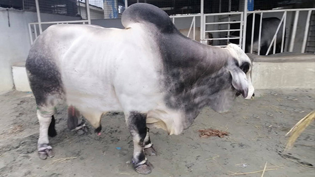 boss cow gabtoli