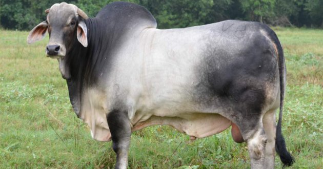brahma cow