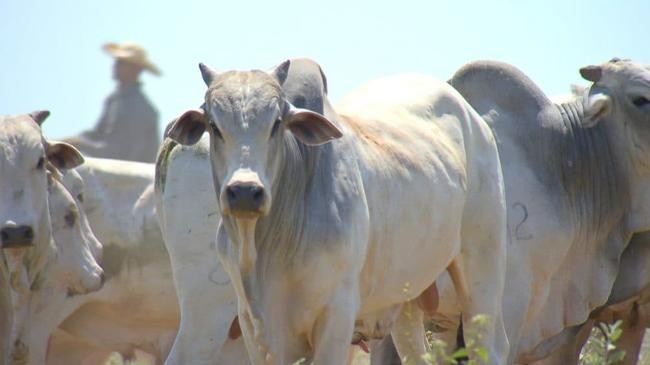 brazil cattle