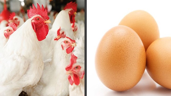 broiler murgi and egg