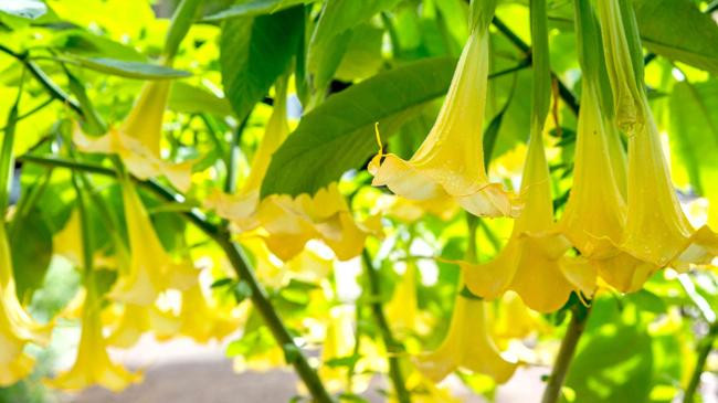 brugmansia from which scopolamine is extracted