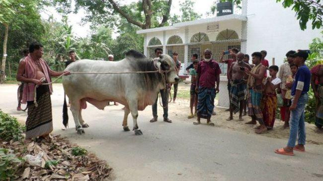bulbul ahmed cow