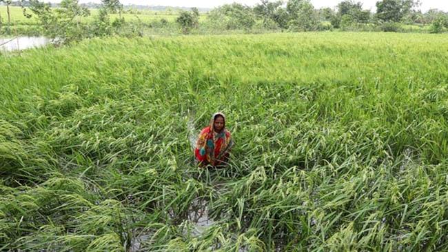bulbul paddy