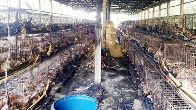 burn chicen firms