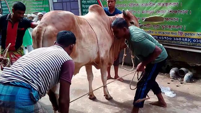 butcher dhaka eid ul adha