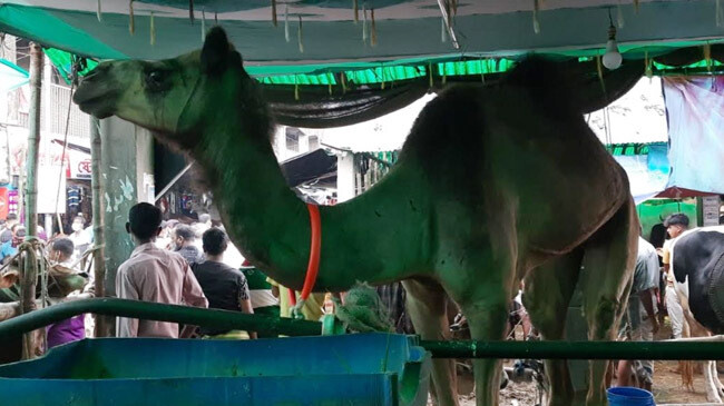 camel gabtali hat2021
