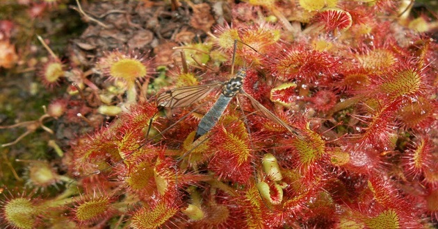 carnivorous plant