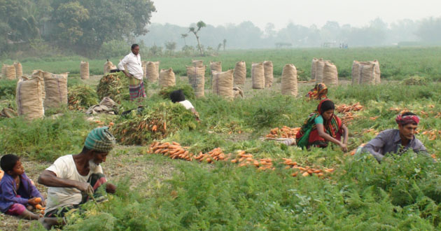 carrot cultivation 2