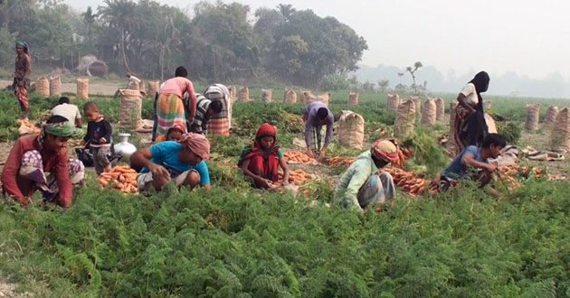 carrot cultivation 3