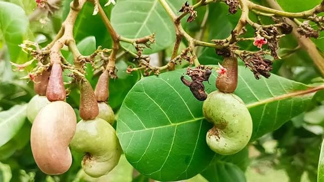 cashew nuts are being cultivated in sherpur