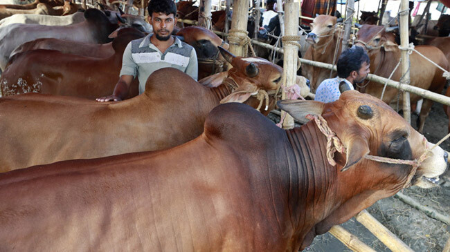 cattle market dhaka