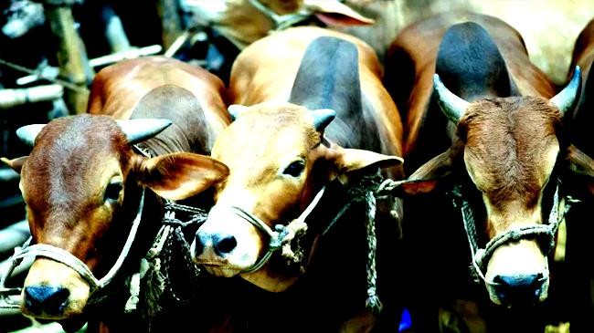cattle market 1