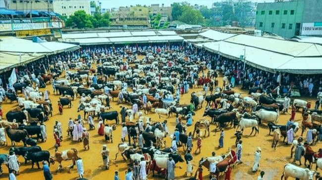 cattle market 2