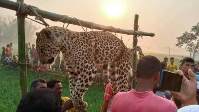 cheetah on a chicken farm