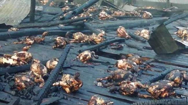 chicken burn in pirojpur