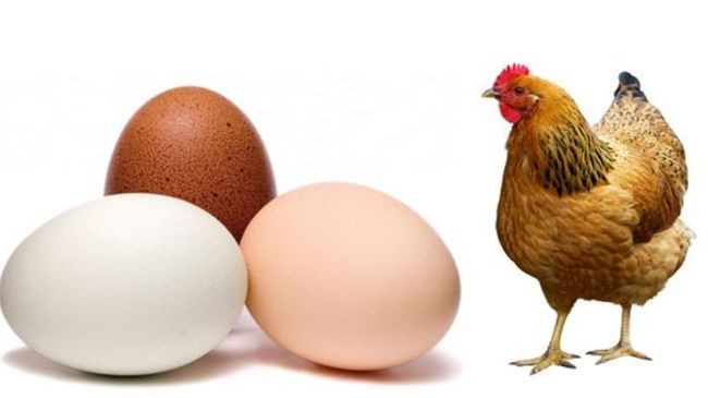 chicken eggs