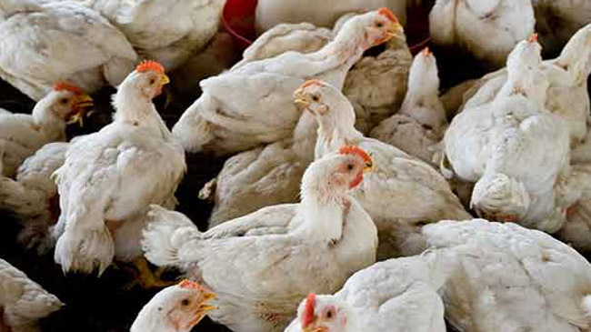 chicken image