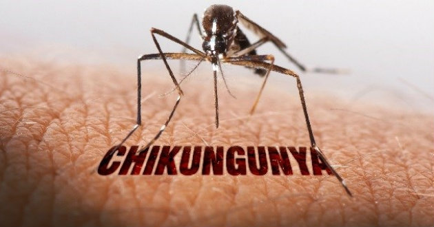 chikungunya