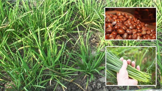 chive plant