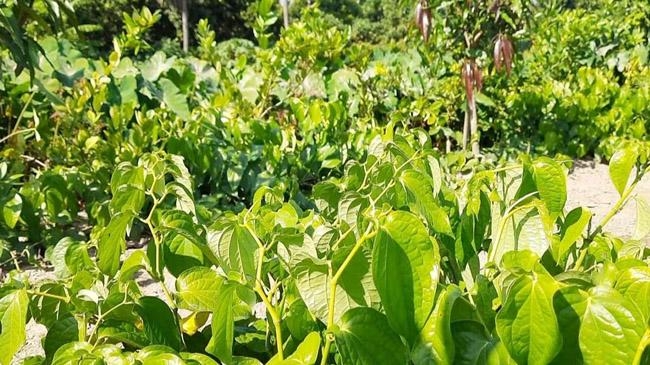 chuijhal powder