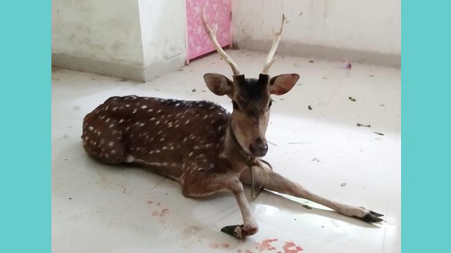 citra deer rescue