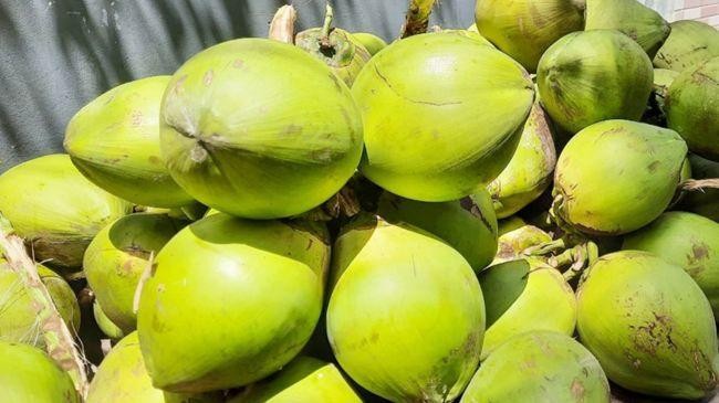 coconut 1