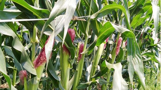 corn lost