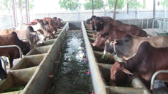 cow 3