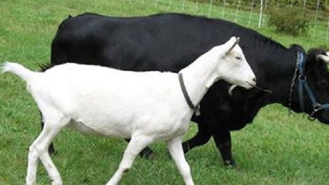 cow and goat production