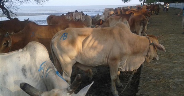 cow coming from mayanmar