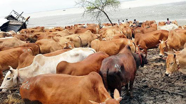 cow coming to sea