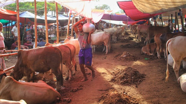 cow coxs bazar 2