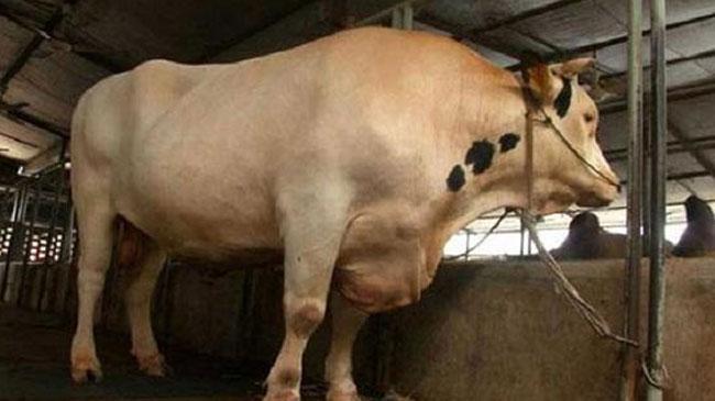 cow donald trump