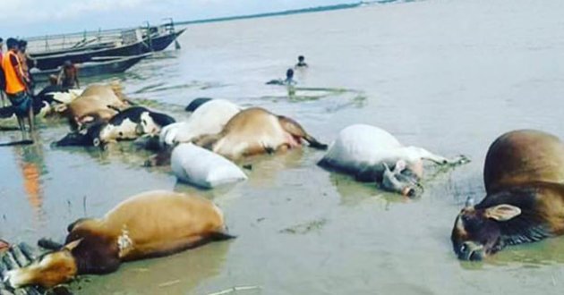 cow drowned in padma